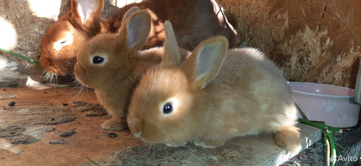 Новозеландские красные кролики купить на Зозу.ру - фотография № 2
