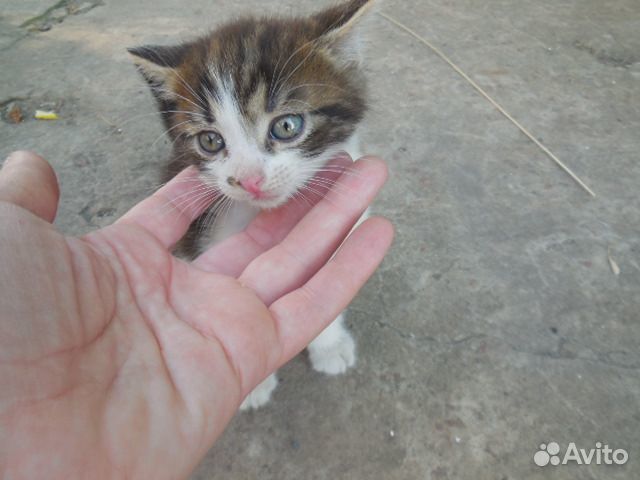 Котёнок мальчик купить на Зозу.ру - фотография № 1