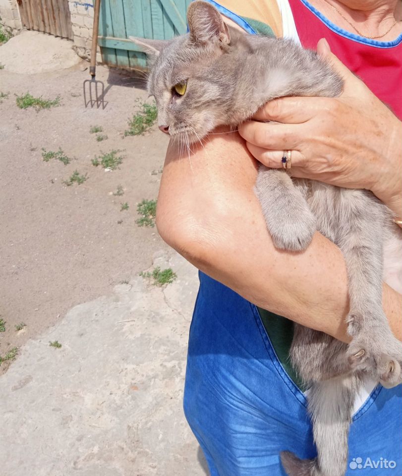 Красивая молодая стерилизованная Кошечка ищет дом купить на Зозу.ру - фотография № 3