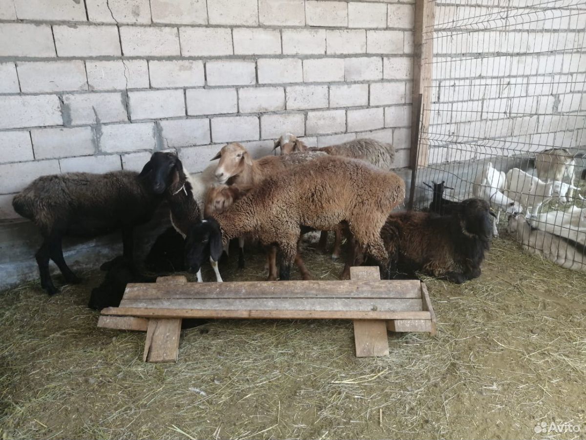 Овцы и козы купить на Зозу.ру - фотография № 3