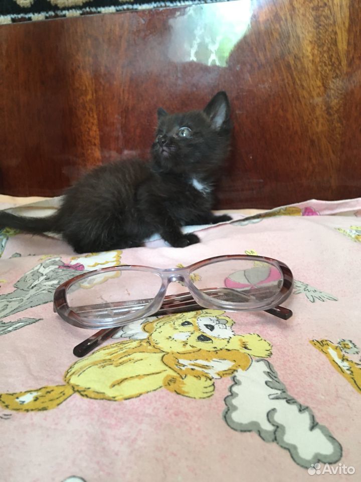 Котенок 1 месяц купить на Зозу.ру - фотография № 2