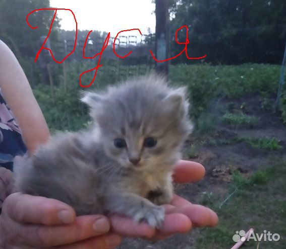 Отдам смышленных и веселых котят в добрые руки купить на Зозу.ру - фотография № 1