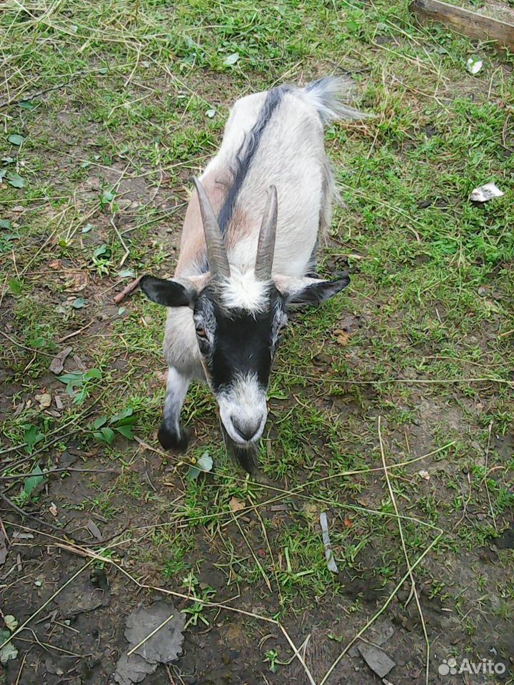 Продам 2 дойных коз (2 окотом) купить на Зозу.ру - фотография № 3