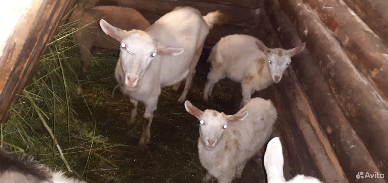 Продаются дойные козы, козел и молодые козлята купить на Зозу.ру - фотография № 1