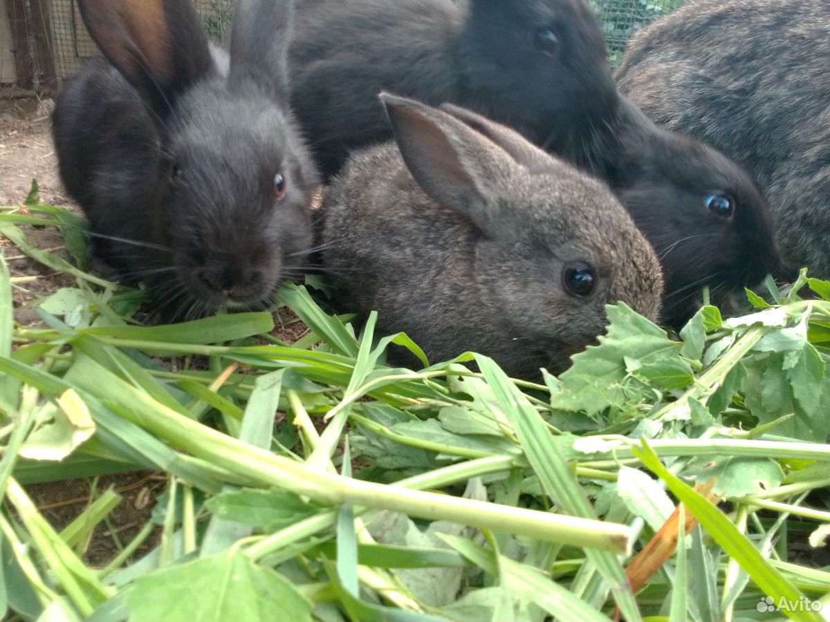 Кролики Фландр купить на Зозу.ру - фотография № 8