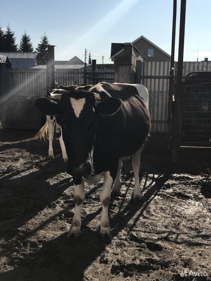 Коровы, тёлки купить на Зозу.ру - фотография № 2