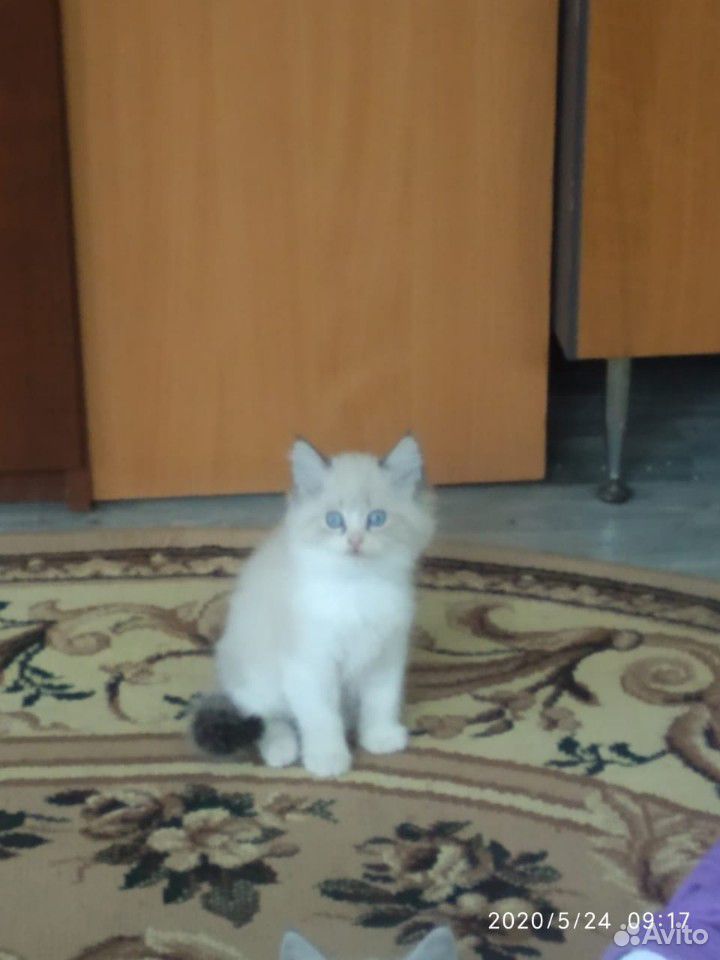 Метис Шотландской кошки купить на Зозу.ру - фотография № 1