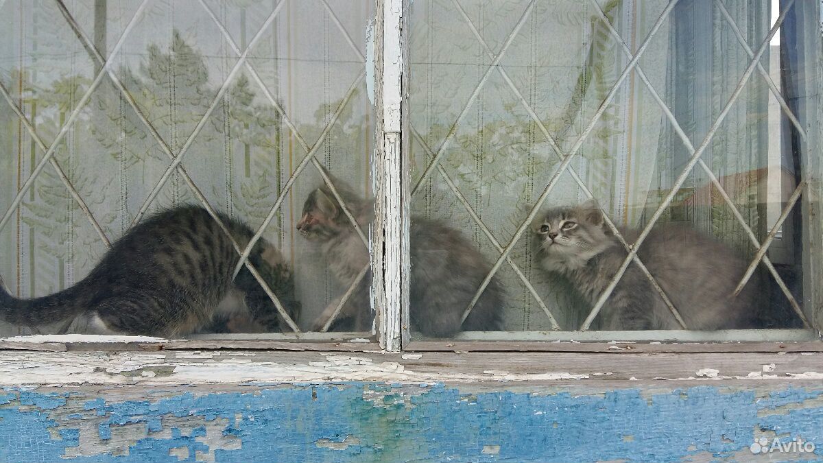 Котята (3 девочки,1 мальчик) купить на Зозу.ру - фотография № 3