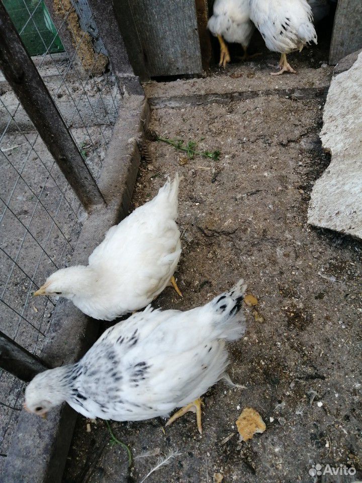Цыплята 1.5 мес купить на Зозу.ру - фотография № 2