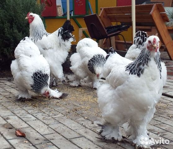 Продам цыплят брама 2-3ех недельных купить на Зозу.ру - фотография № 3