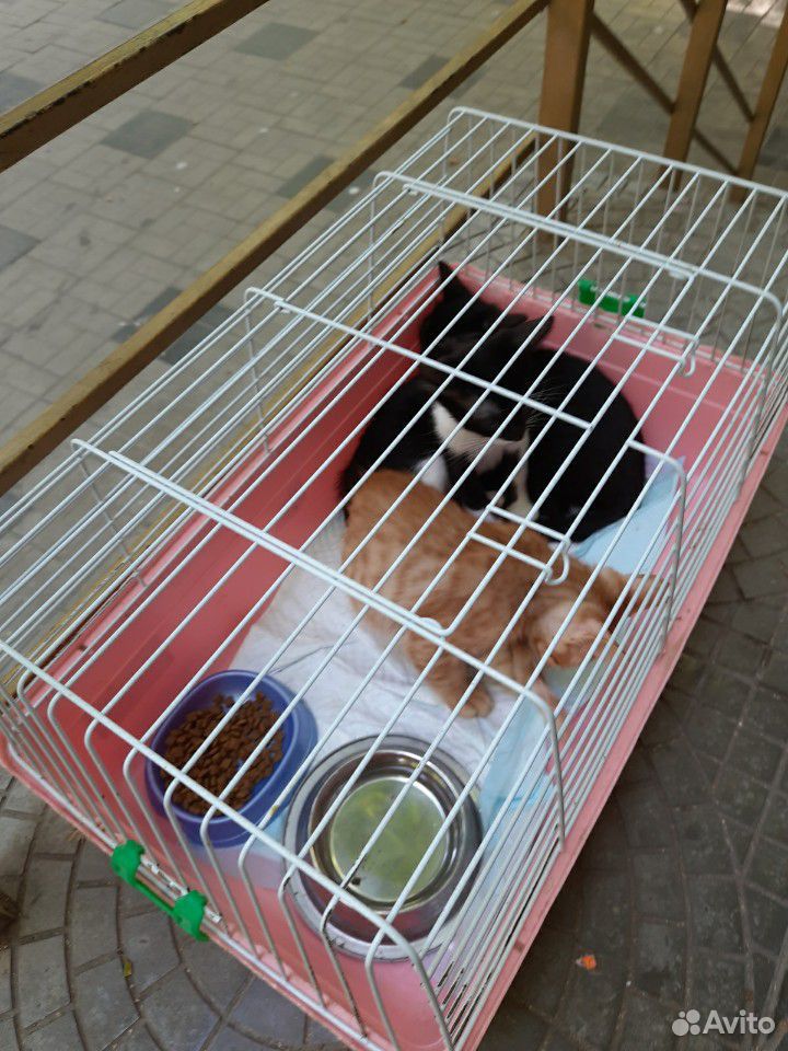 Котят в добрые руки купить на Зозу.ру - фотография № 5