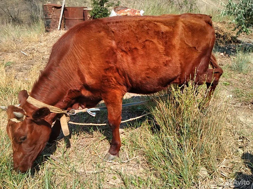 Корова (телка) купить на Зозу.ру - фотография № 1