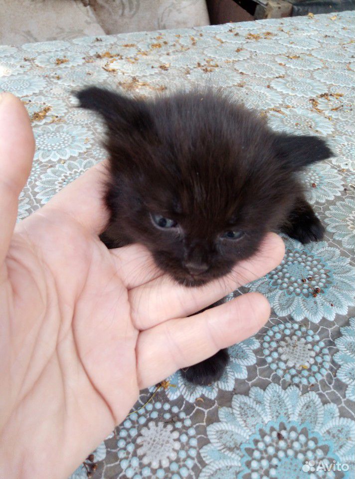 Кошка полосатая. рыжий и чёрный кот купить на Зозу.ру - фотография № 7