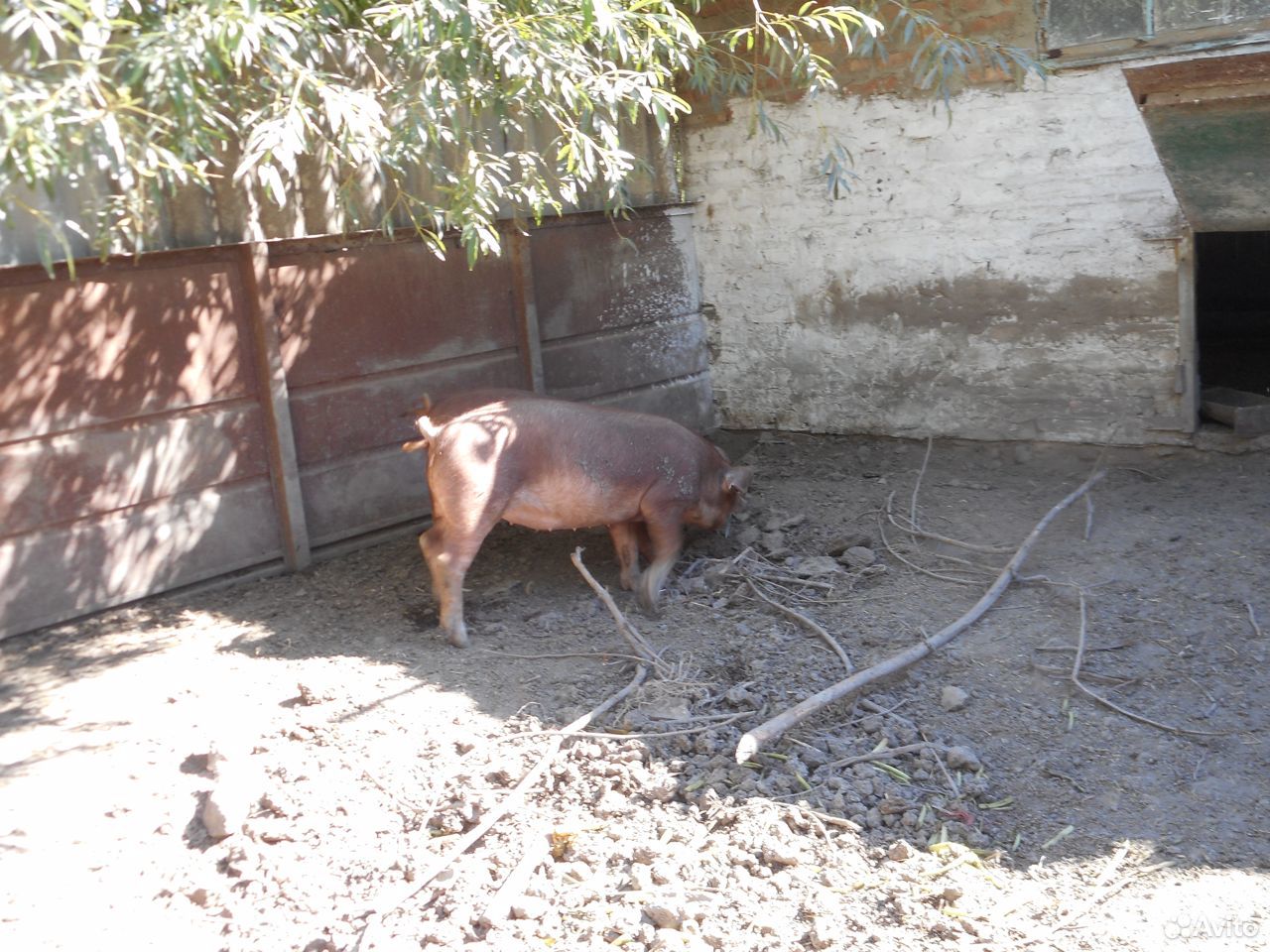 Свиньи на мясо,на племя дюрки купить на Зозу.ру - фотография № 2