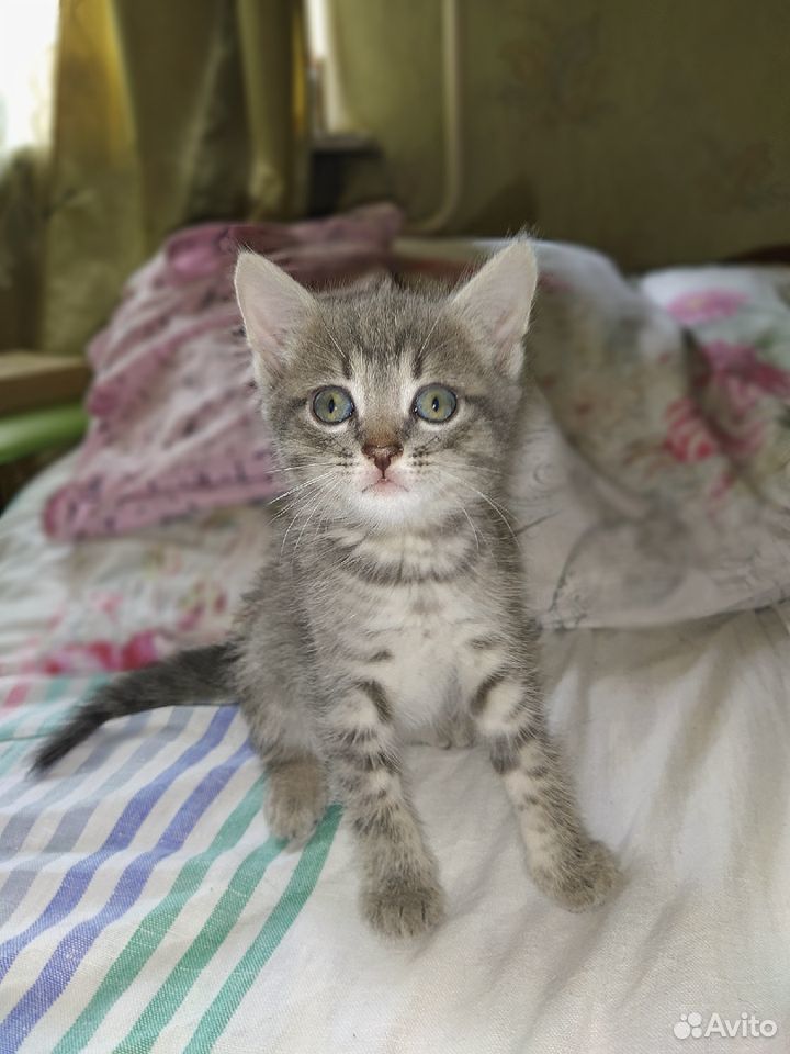 Отдаем в добрые руки котят купить на Зозу.ру - фотография № 1