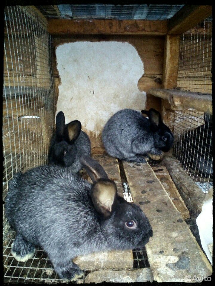 Кролик на племя,4 породы купить на Зозу.ру - фотография № 4
