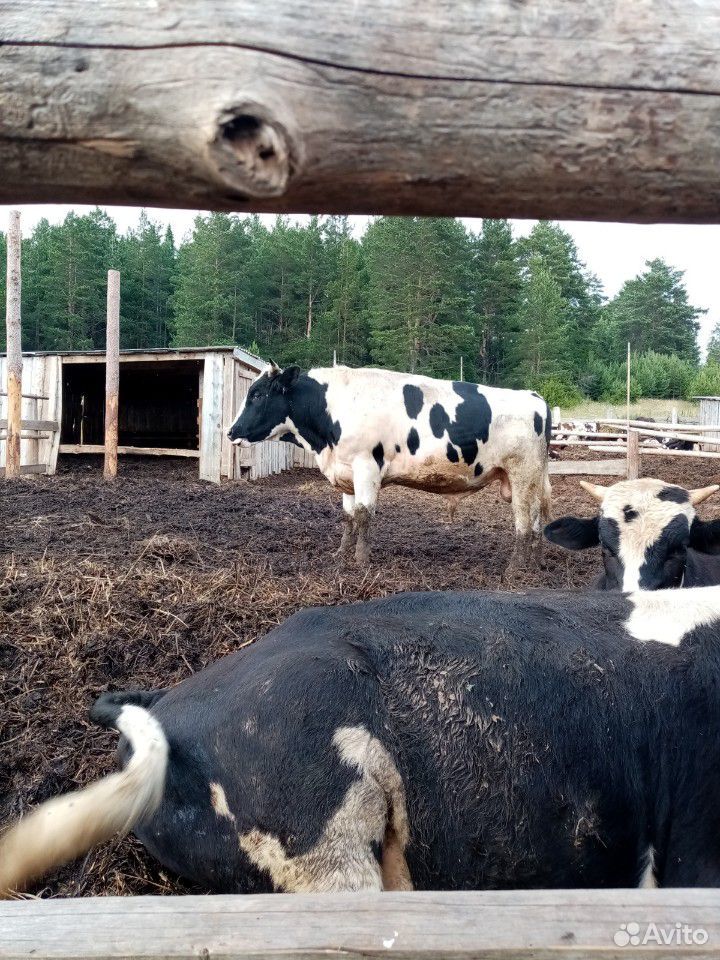 Корова, 2 быка, бычки купить на Зозу.ру - фотография № 6