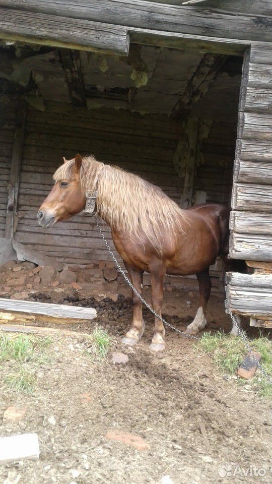 Продаётся конь 80.000 купить на Зозу.ру - фотография № 5