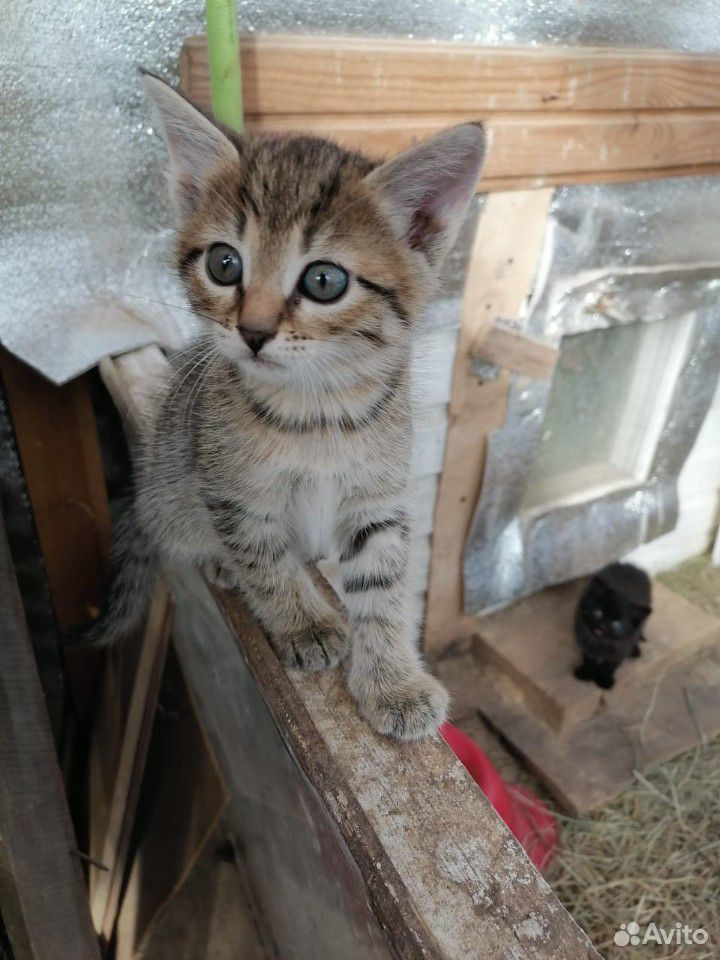 Котячки мелкие купить на Зозу.ру - фотография № 7