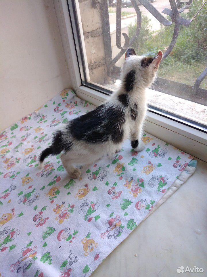 Котенок девочка, 2мес, черно-белая купить на Зозу.ру - фотография № 4