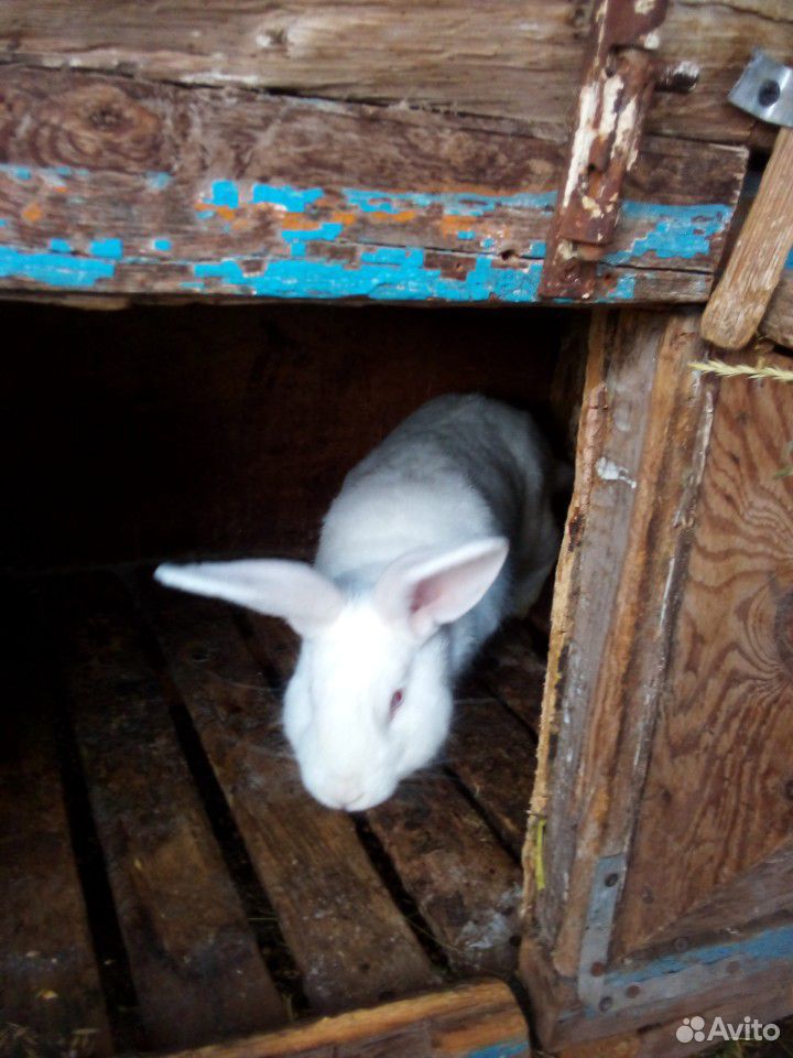 Продаются кролики купить на Зозу.ру - фотография № 5