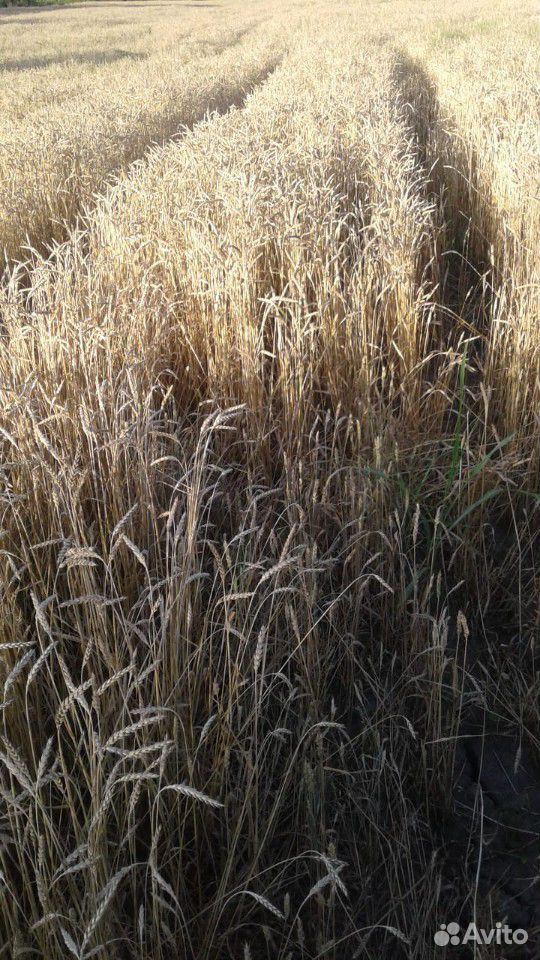 Пшеница дроблнная(жарж) купить на Зозу.ру - фотография № 3