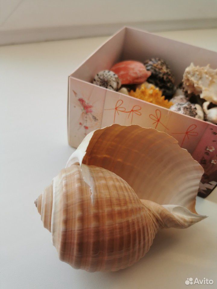 Коробка морских ракушек купить на Зозу.ру - фотография № 2