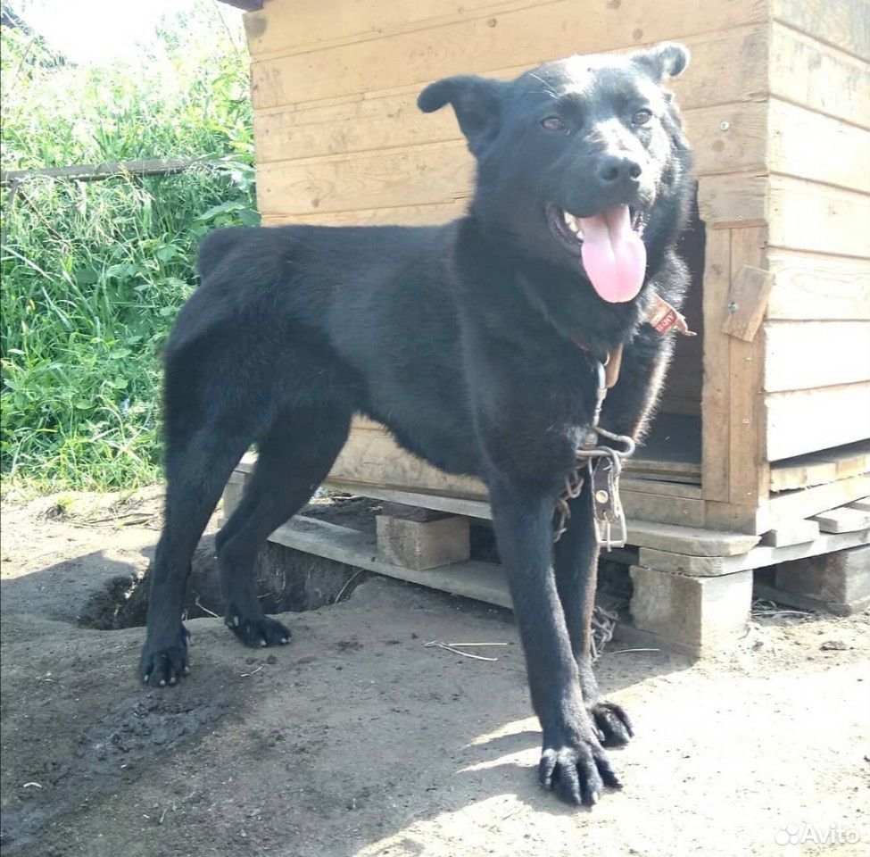 Собака Лара ищет дом купить на Зозу.ру - фотография № 2