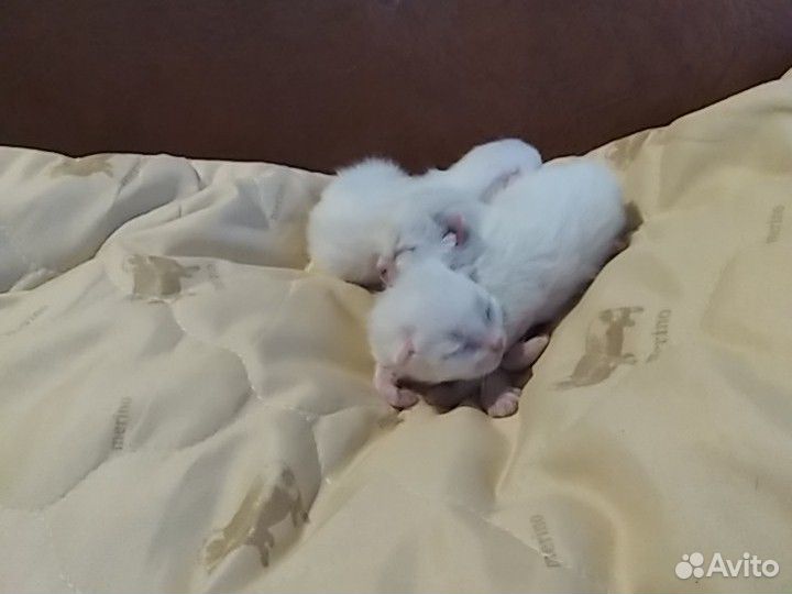 Котятки новорожденные беленькие купить на Зозу.ру - фотография № 2