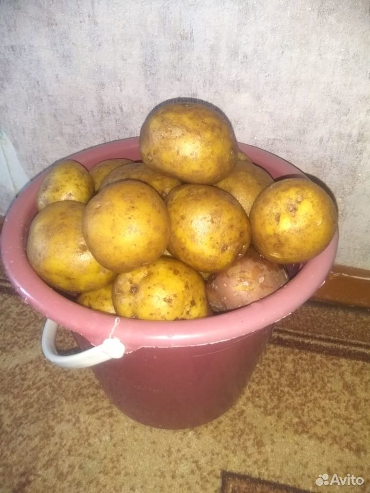 Продается картофель купить на Зозу.ру - фотография № 1
