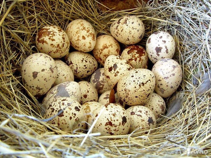 Перепелиное мясо и яйцо купить на Зозу.ру - фотография № 3