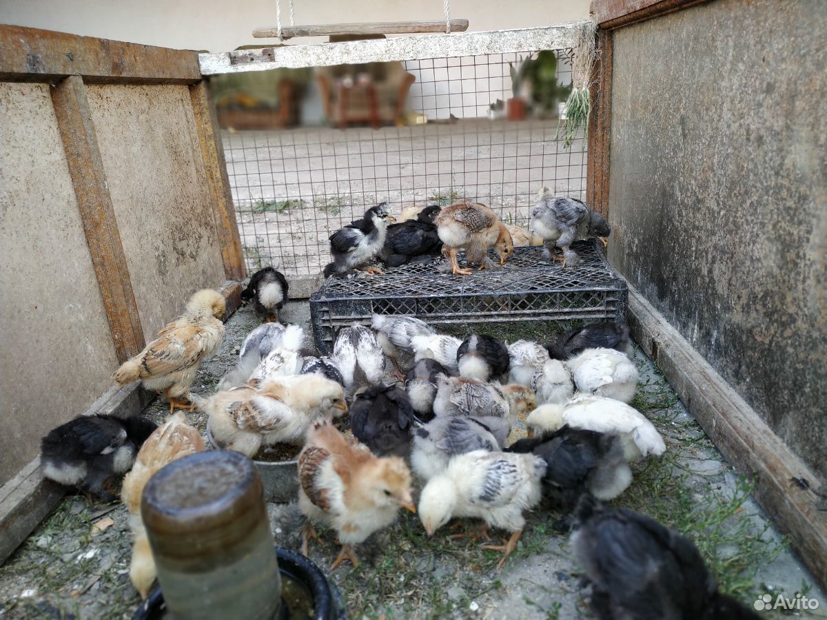 Цыплята, куры купить на Зозу.ру - фотография № 4