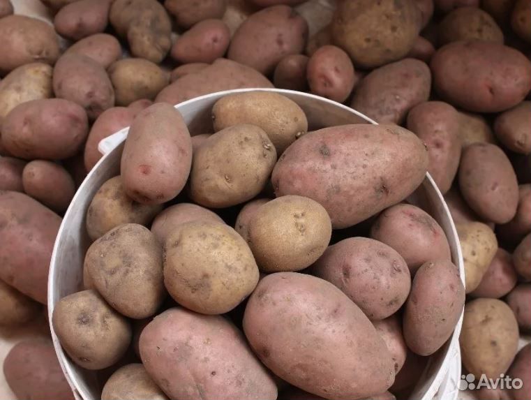 Картофель, урожай 2019 купить на Зозу.ру - фотография № 1
