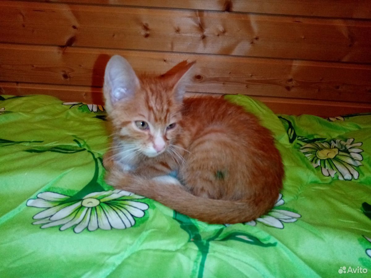 Рыжий котенок мальчик в добрые руки купить на Зозу.ру - фотография № 2