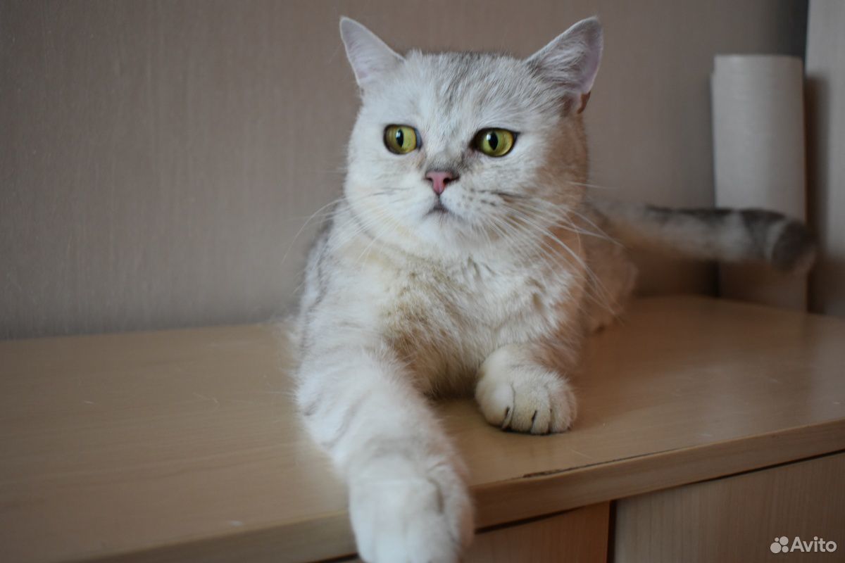 Британский котенок купить на Зозу.ру - фотография № 6