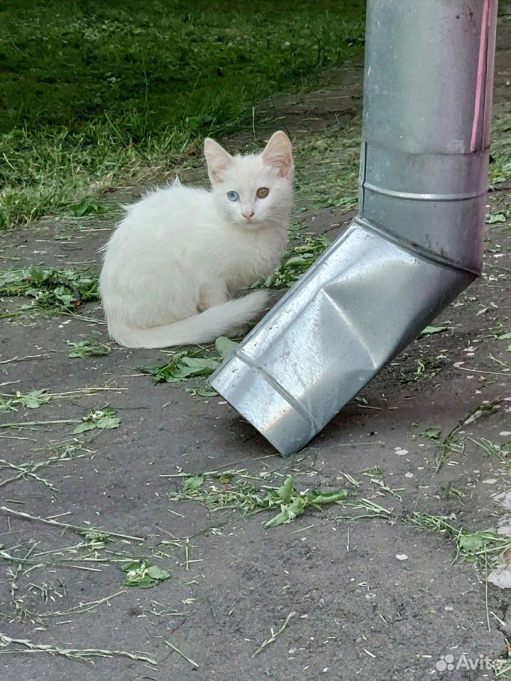 Бездомные котята купить на Зозу.ру - фотография № 1