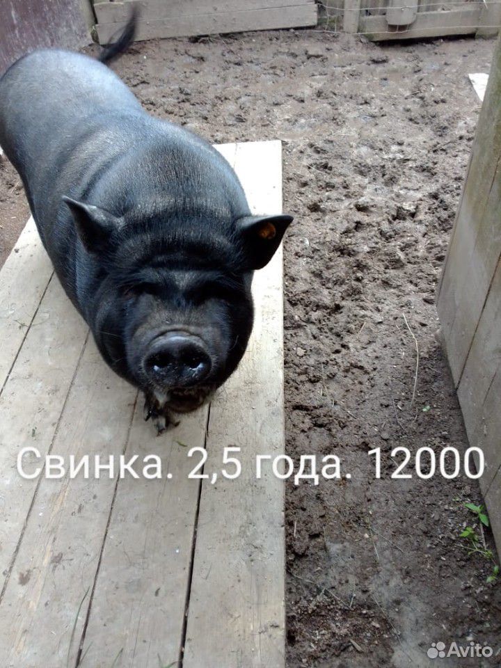 Вислобрюхие свиньи купить на Зозу.ру - фотография № 4