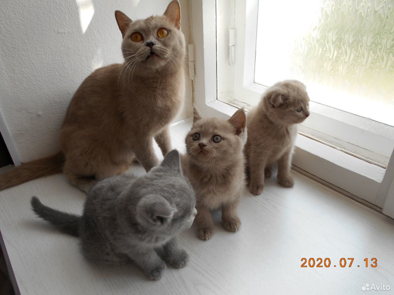 Продам котят купить на Зозу.ру - фотография № 8