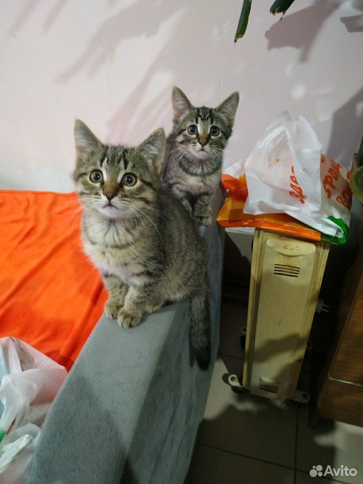 Котята ждут свою семью купить на Зозу.ру - фотография № 1