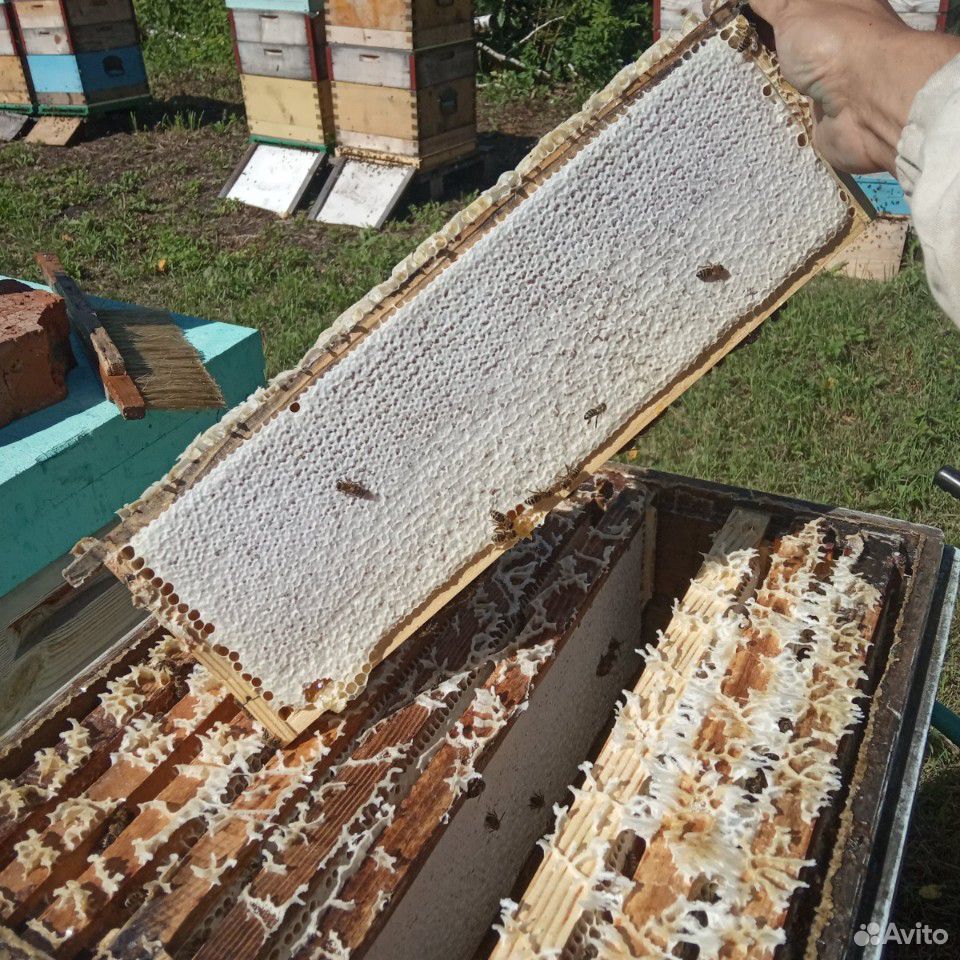 Свежий мед, урожай 2020г купить на Зозу.ру - фотография № 7
