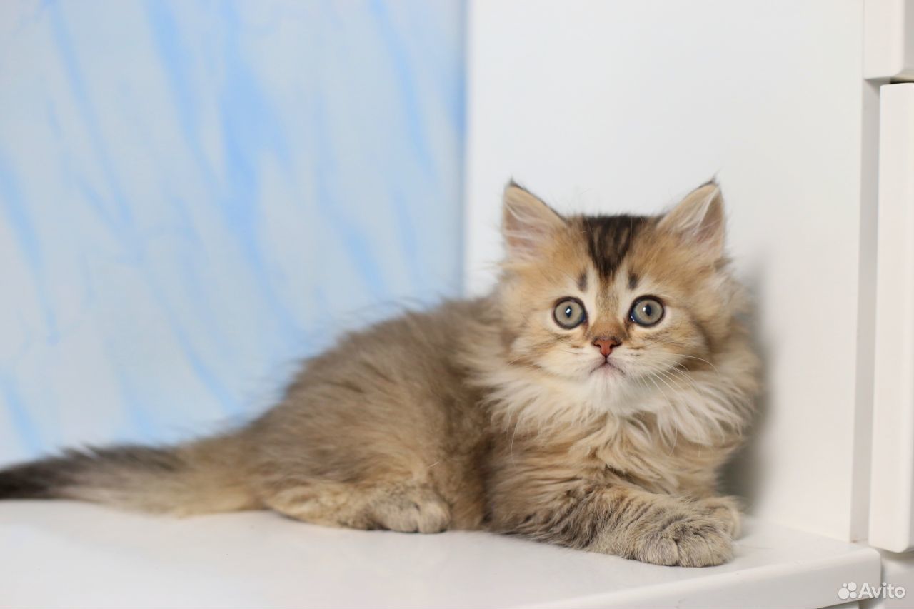 Длинношерстный британец котенок