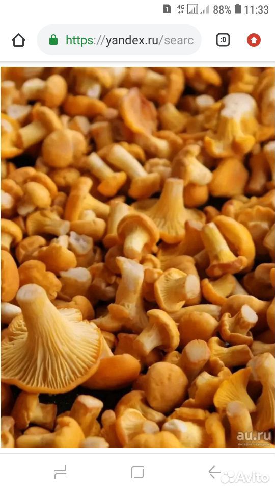 Лисички грибы купить на Зозу.ру - фотография № 1