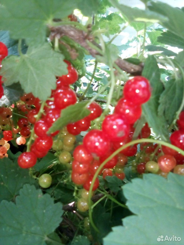 Огурцы,зелень,ягода купить на Зозу.ру - фотография № 4