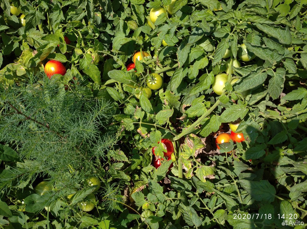 Помидоры (томаты ) оптом с поля купить на Зозу.ру - фотография № 7