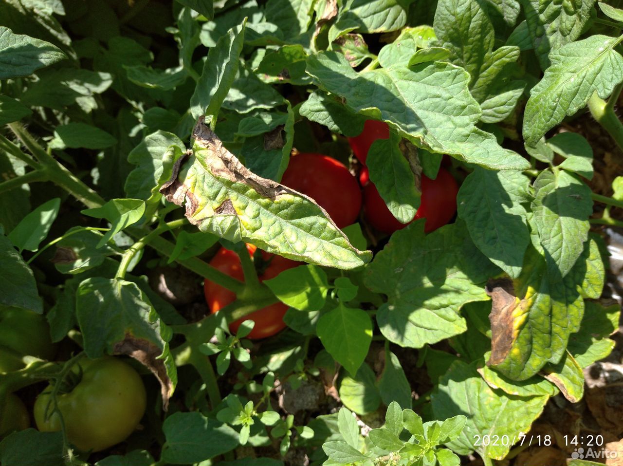 Помидоры (томаты ) оптом с поля купить на Зозу.ру - фотография № 9