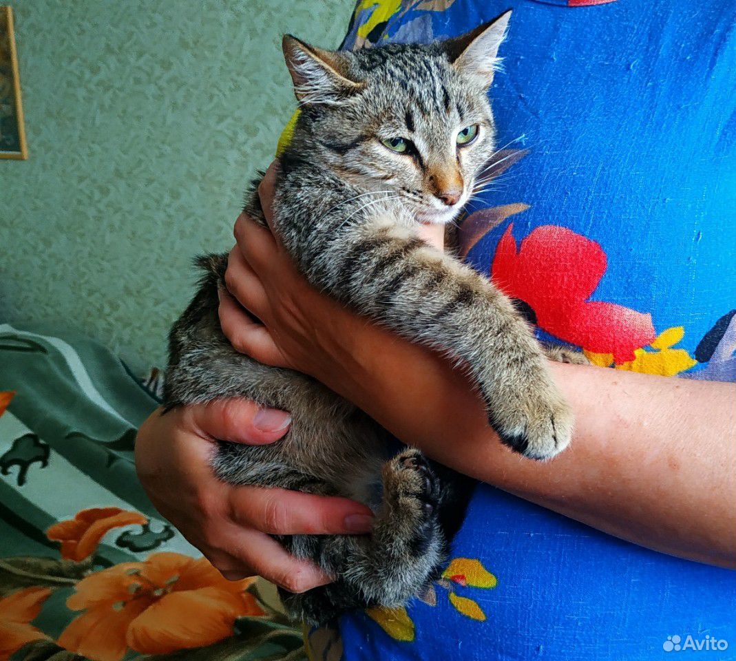 Котёнок-мальчик в добрые руки купить на Зозу.ру - фотография № 1