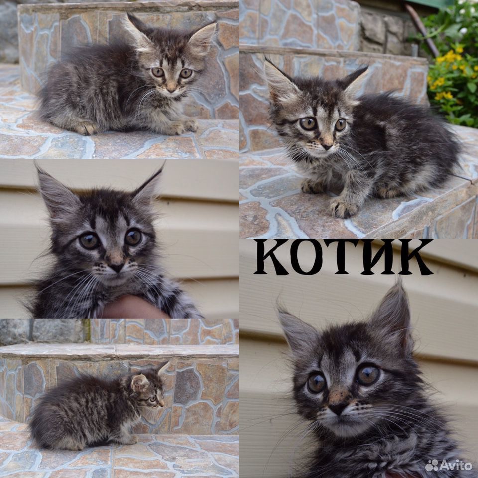 Милые котята в добрые руки купить на Зозу.ру - фотография № 1