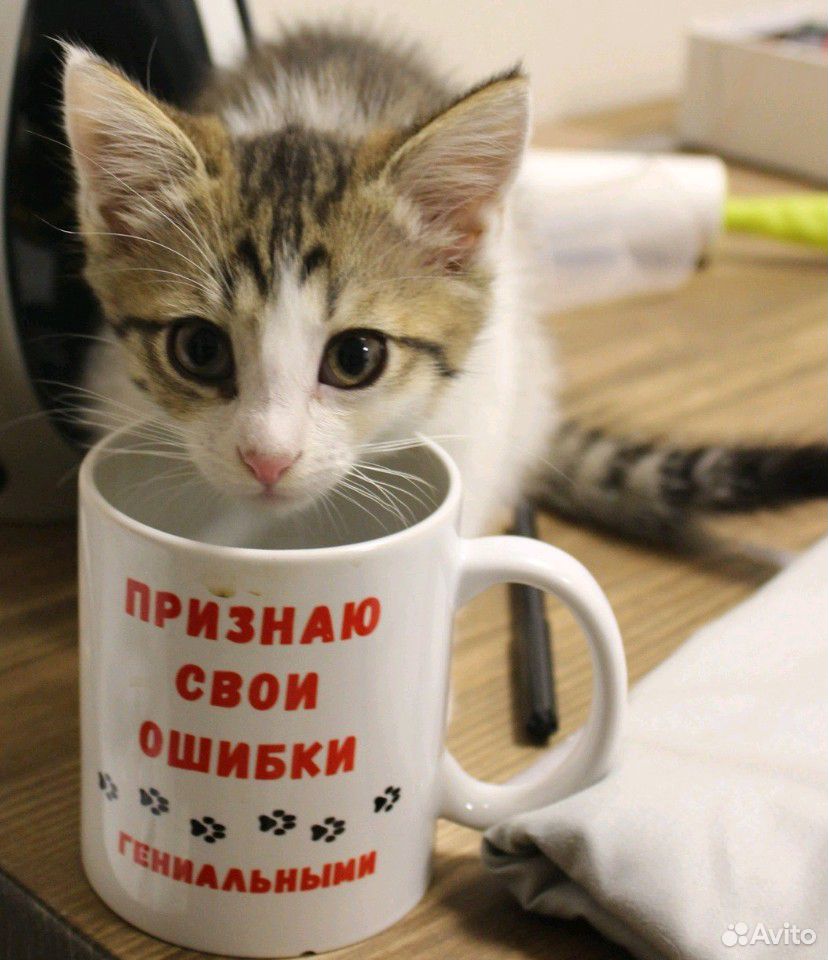 Чудо котята купить на Зозу.ру - фотография № 1