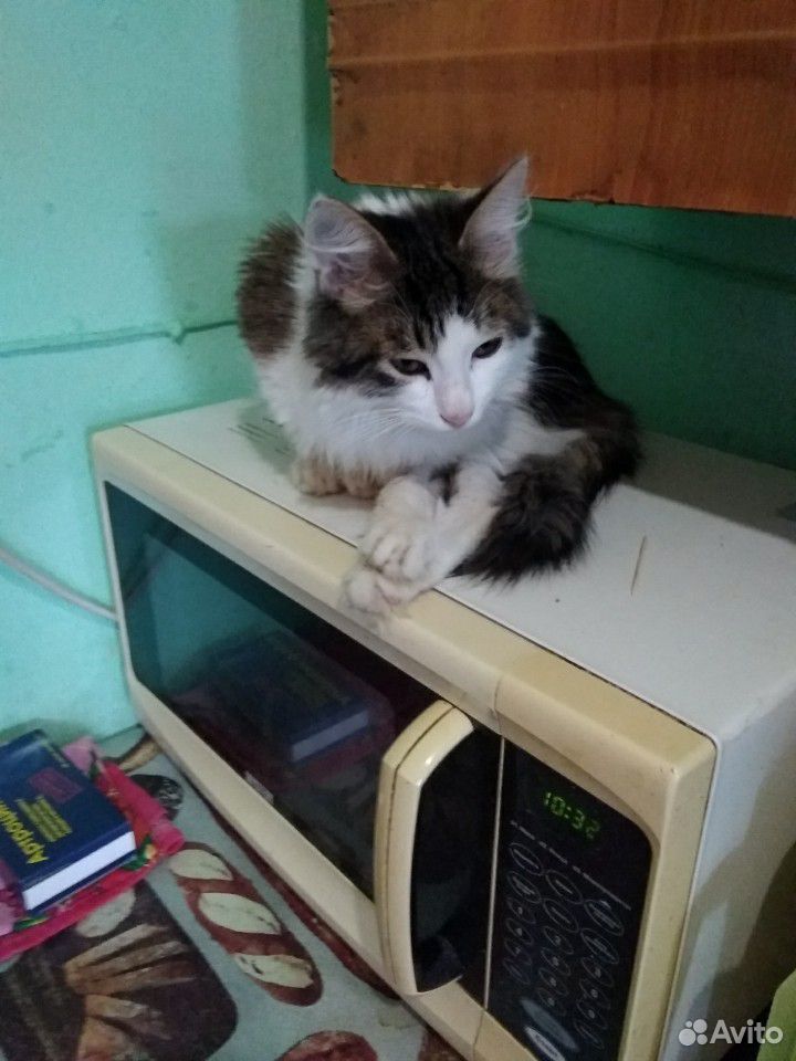 Интелегентный котик купить на Зозу.ру - фотография № 2