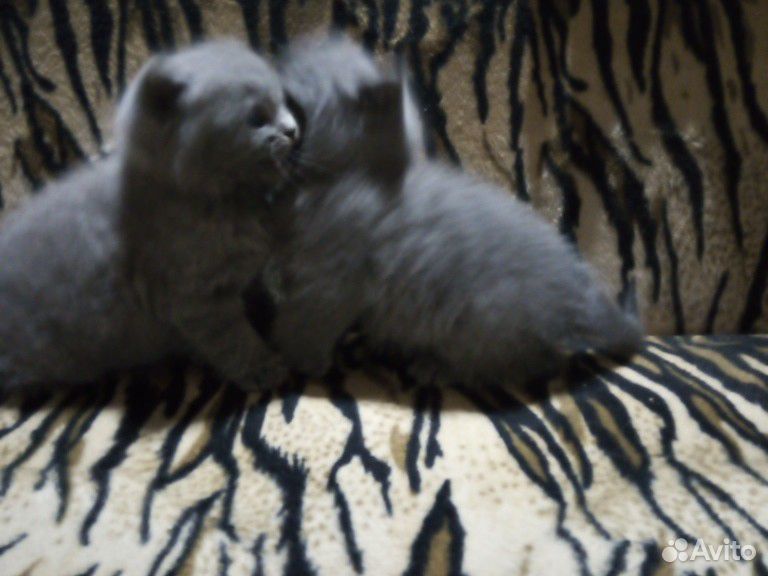Продам два котёнка купить на Зозу.ру - фотография № 3